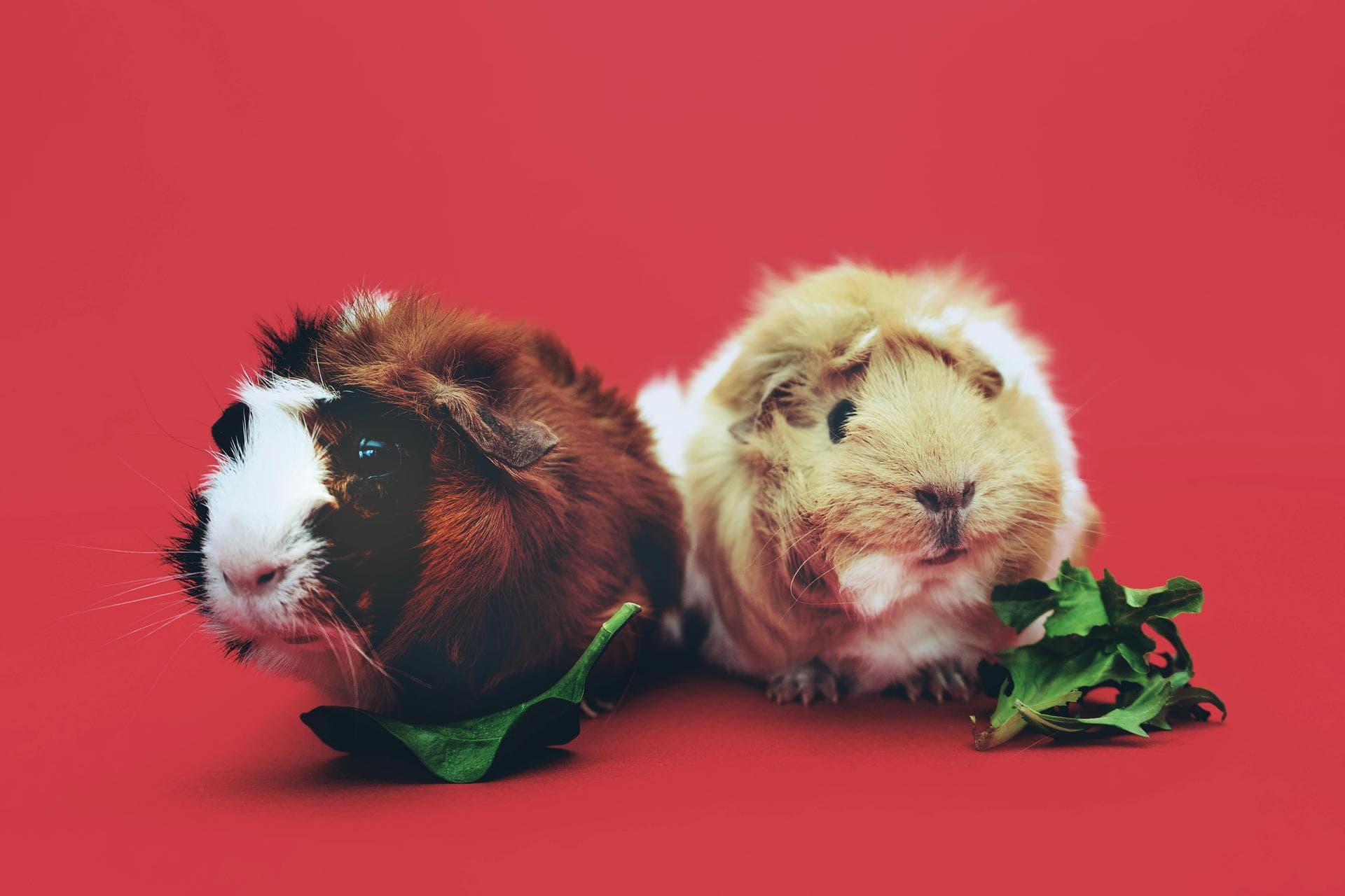 Farm & Large-Animal Vets near Bradford